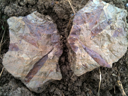 opok soil with leaves