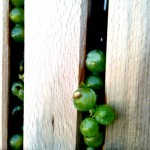 Verjus pressed by my basket press