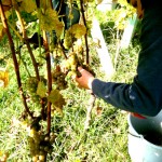 Buchertberg Harvest