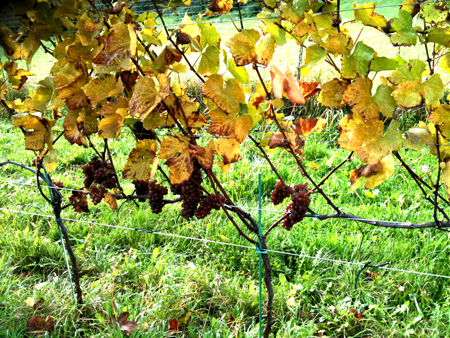 Pinot Gris on vines