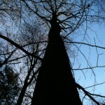 Oak tree