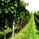 Autumn in the vineyard
