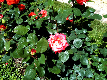 Rosen am Herrenhof