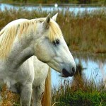 A horse - ein Pferd