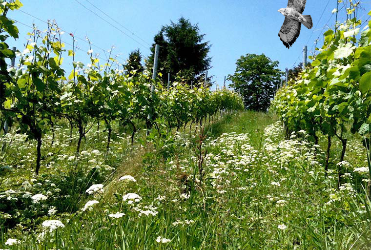Der Weingarten am Herrenhof