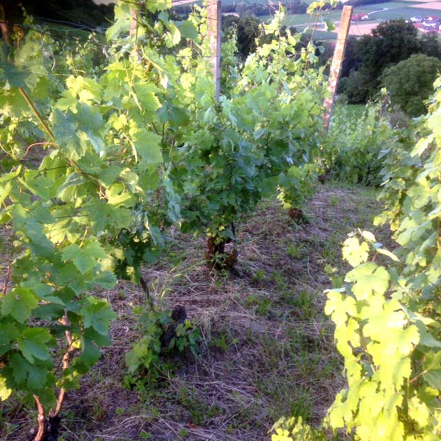 Schrammelberg_web__640x640_1