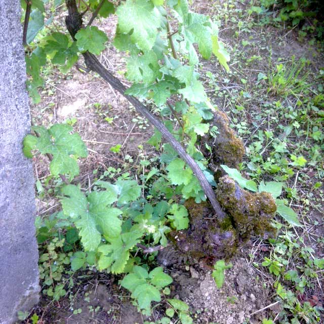 Schrammelberg_web__640x640_3