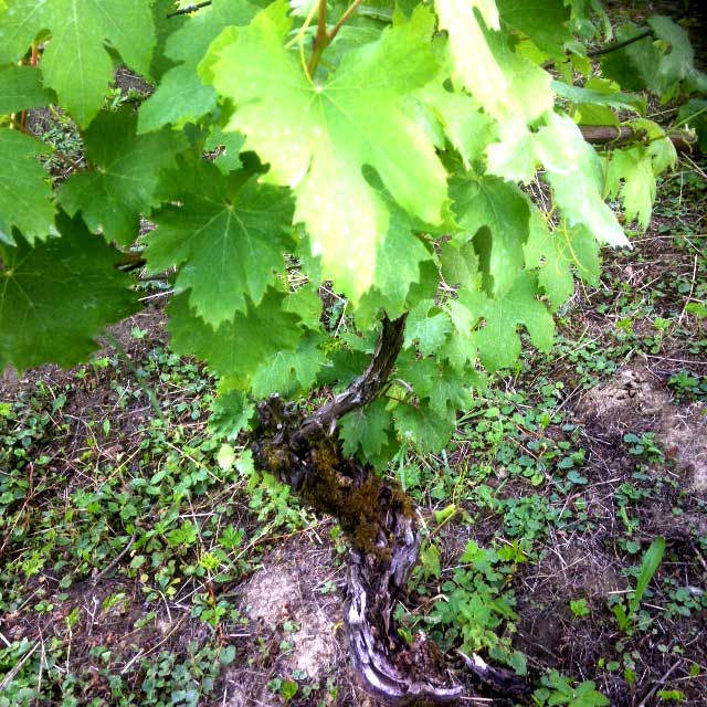 Schrammelberg_web__640x640_4
