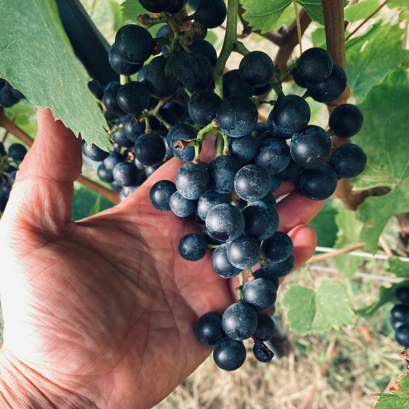 Blaufränkisch für Buchertberg Rot