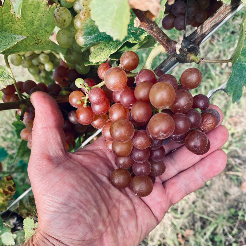 Roter Traminer im Gemischten Satz Buchertberg Weiss